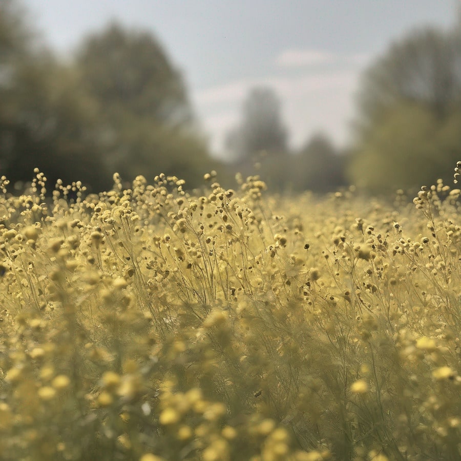 pollen-gardasee